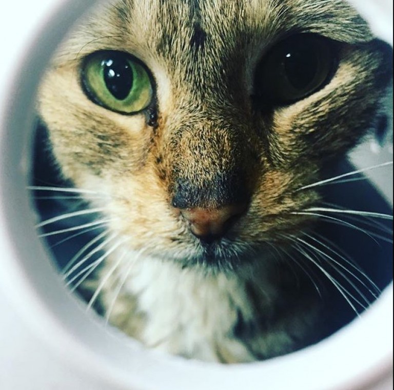 A Kitty Rescue Adventure!