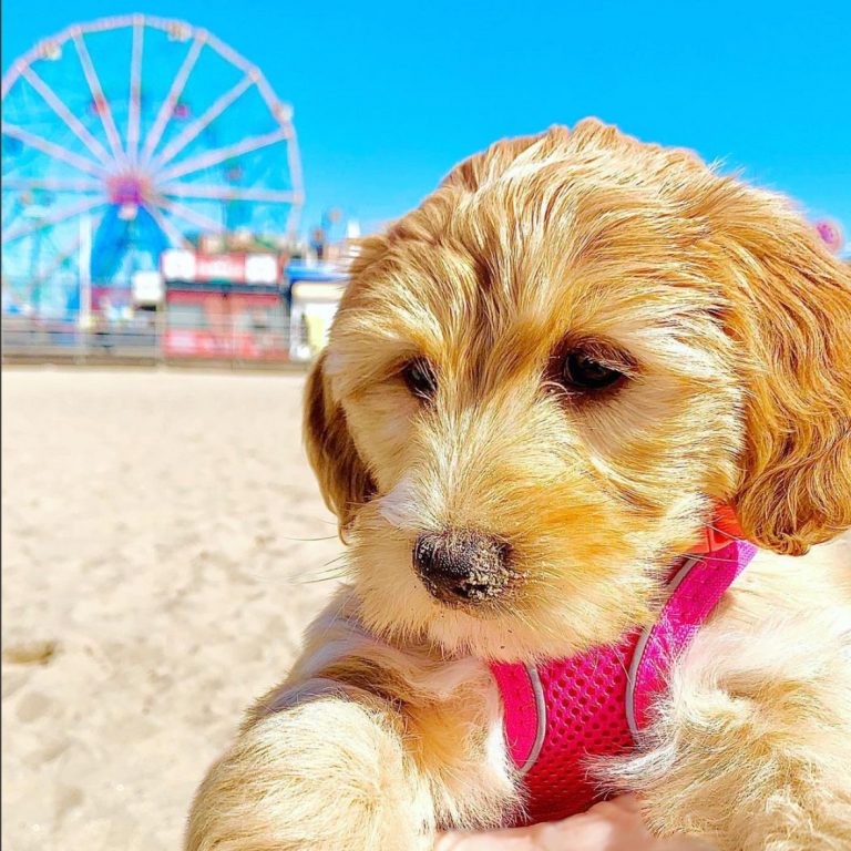 Introducing Dazzle Star!