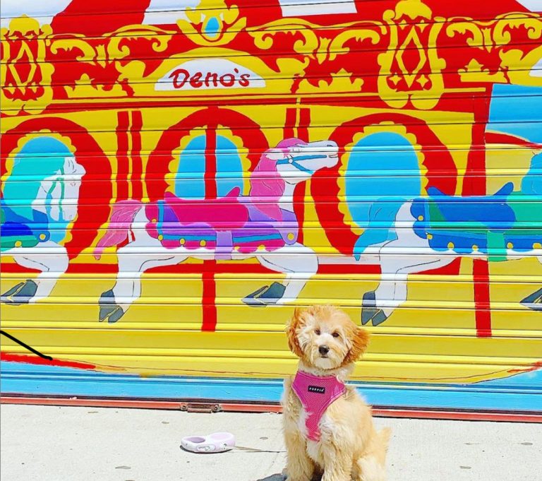 Greetings From Dazzle In Coney!